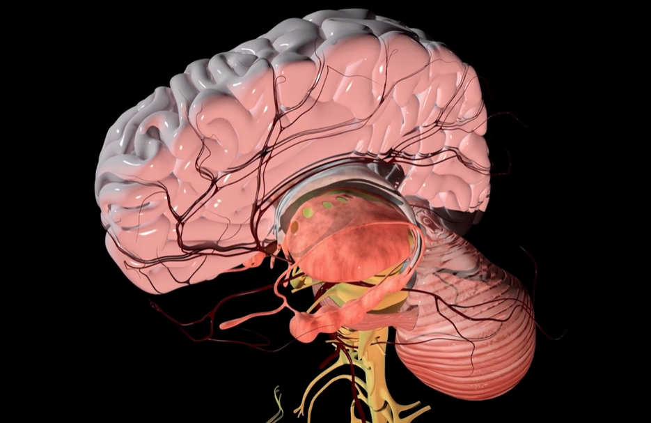 neuro energizer™